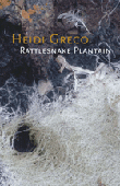 Rattlesnake Plantain by Heidi Greco